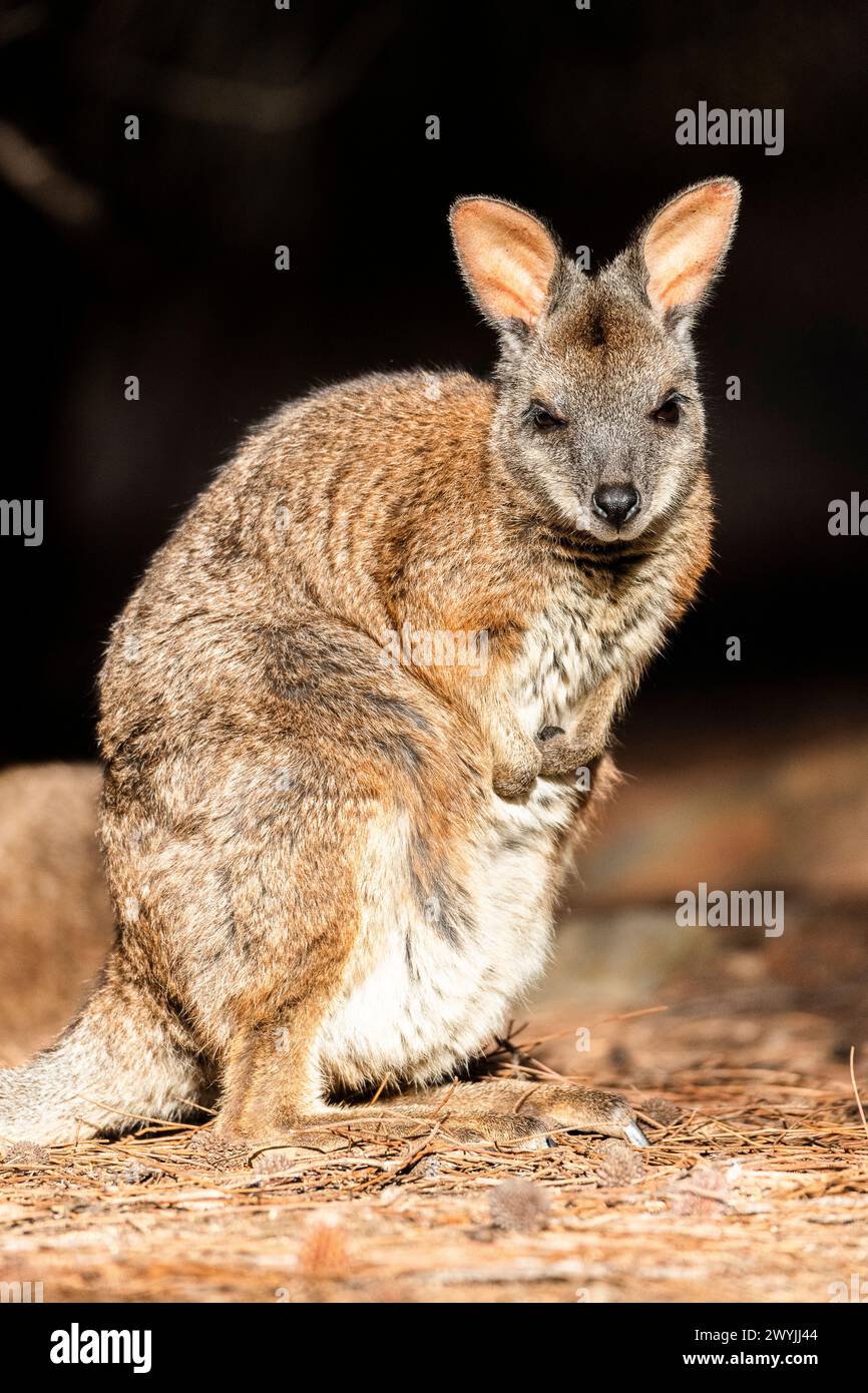 Wallaby Tammar (Notamacropus eugenii), noto anche come wallaby dama o wallaby darma. Foto Stock
