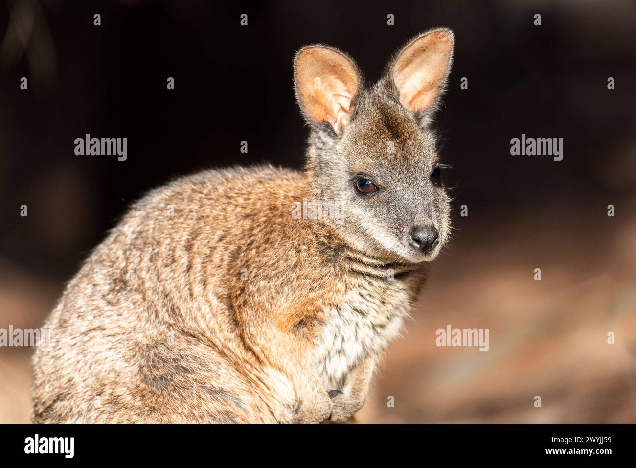 Wallaby Tammar (Notamacropus eugenii), noto anche come wallaby dama o wallaby darma. Foto Stock