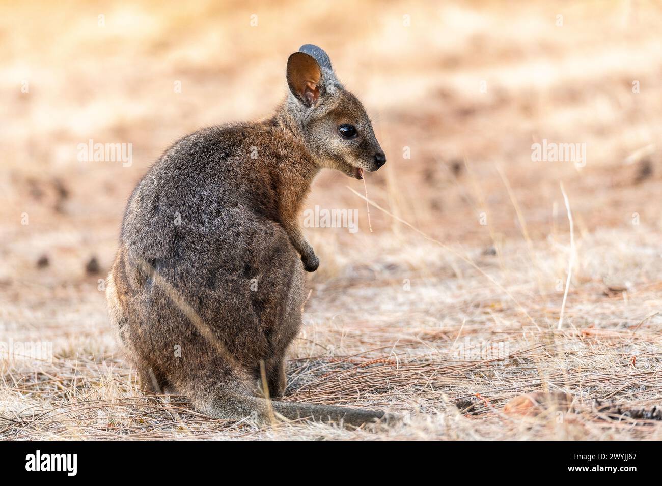 Wallaby Tammar (Notamacropus eugenii), noto anche come wallaby dama o wallaby darma. Foto Stock