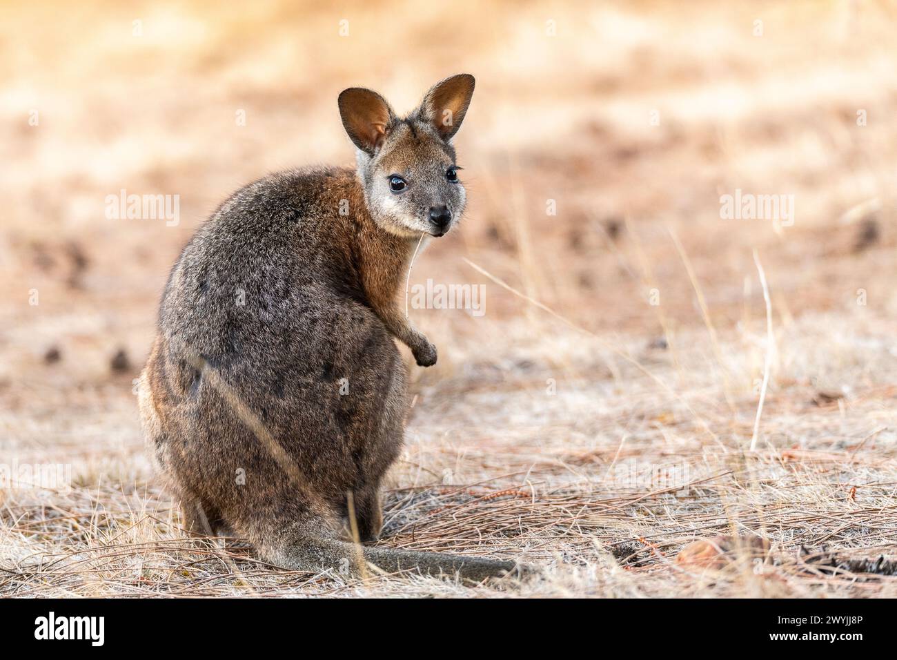 Wallaby Tammar (Notamacropus eugenii), noto anche come wallaby dama o wallaby darma. Foto Stock