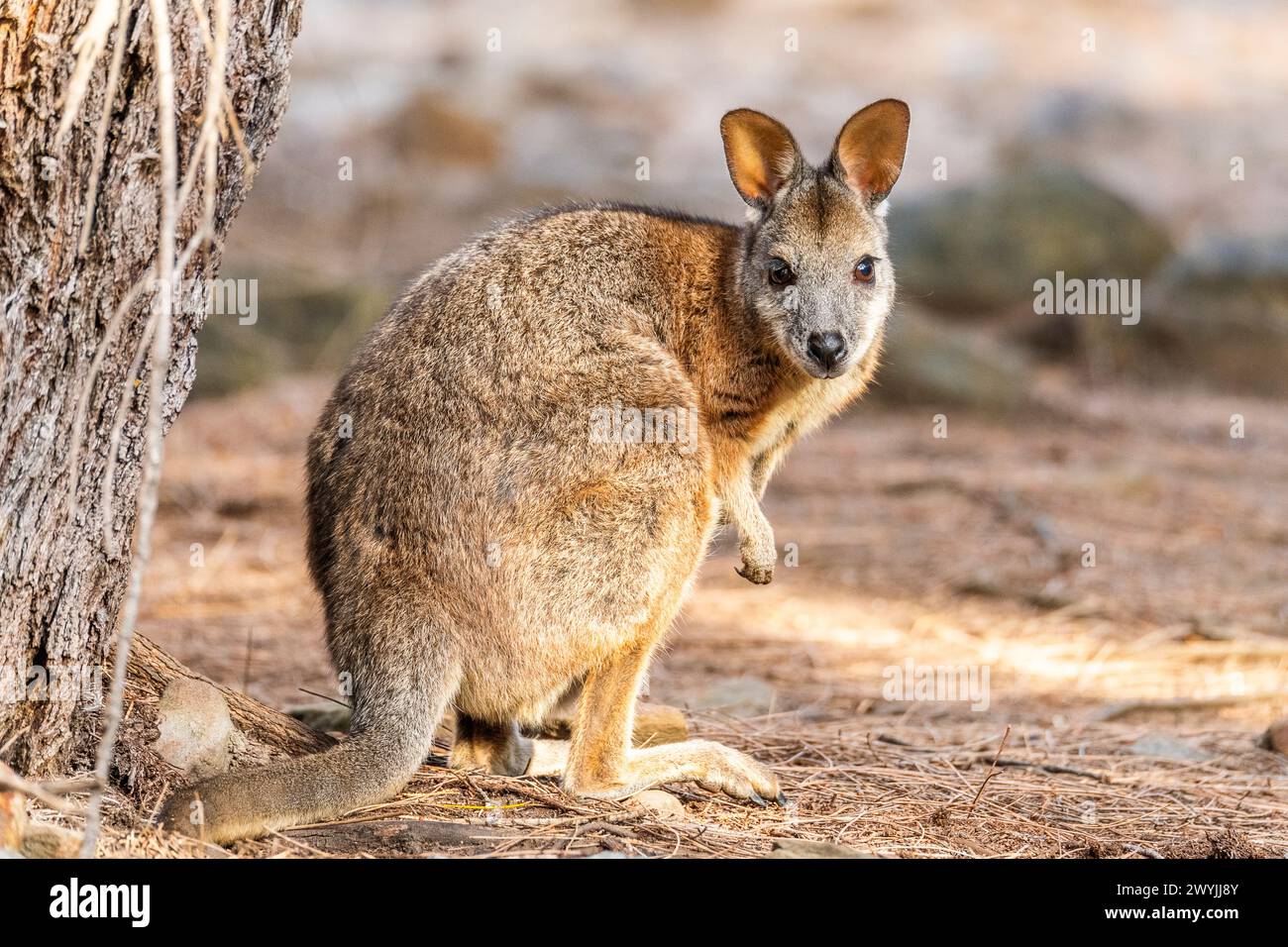 Wallaby Tammar (Notamacropus eugenii), noto anche come wallaby dama o wallaby darma. Foto Stock