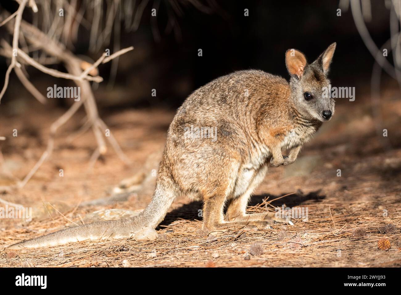 Wallaby Tammar (Notamacropus eugenii), noto anche come wallaby dama o wallaby darma. Foto Stock