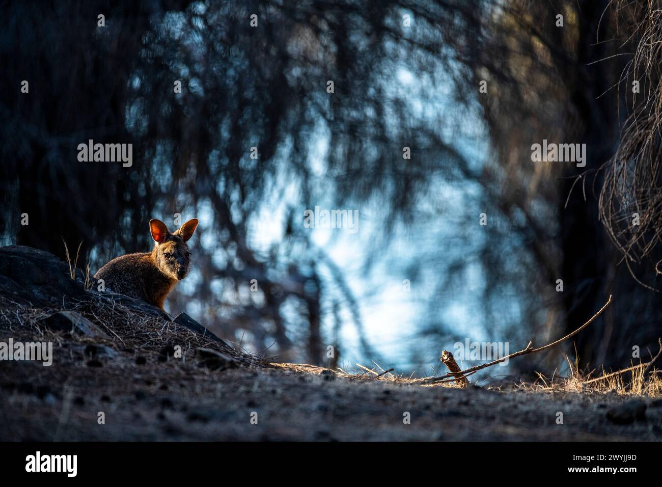 Wallaby Tammar (Notamacropus eugenii), noto anche come wallaby dama o wallaby darma. Foto Stock