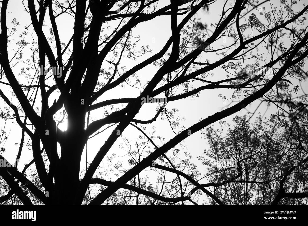 Corona di alberi fotografata contro il sole, contrasto elevato, nero e luce. Foto Stock
