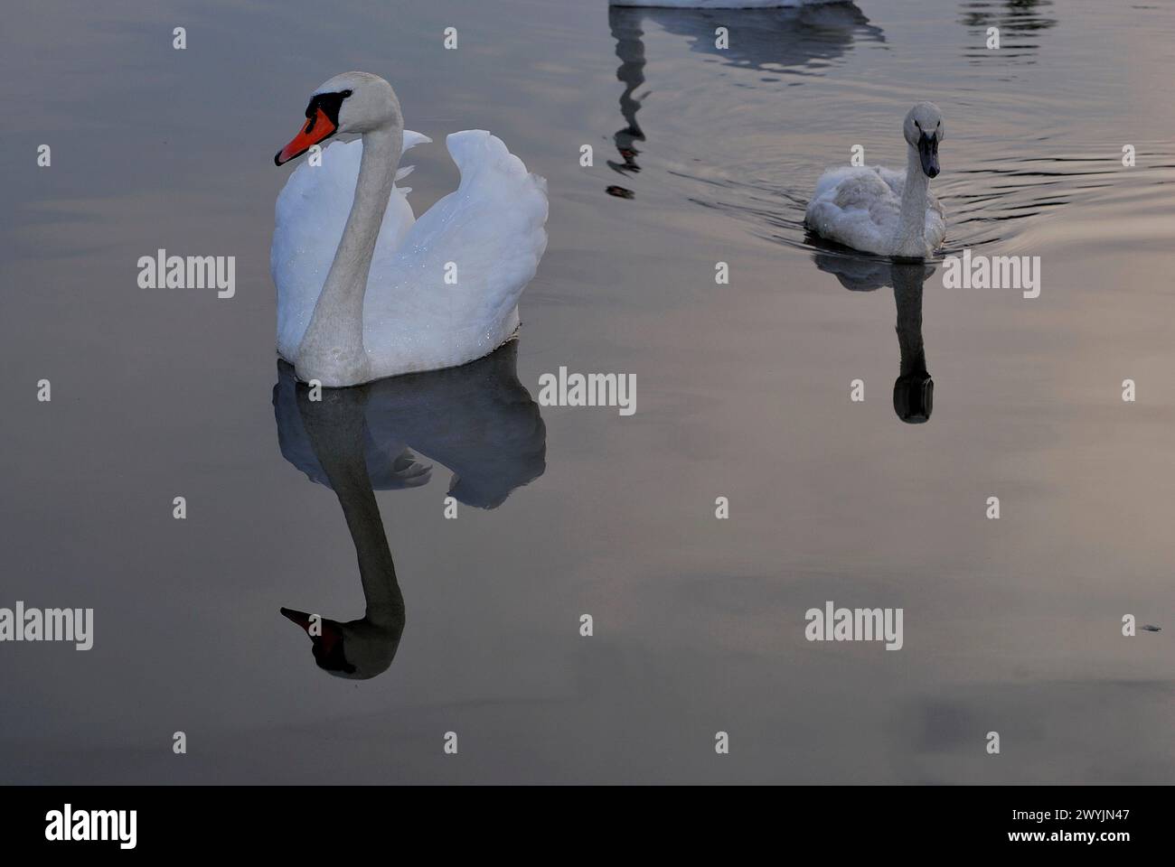 Cigno (Cygnus olor) nella zona di Cumbach, Thuringen, Germania Foto Stock