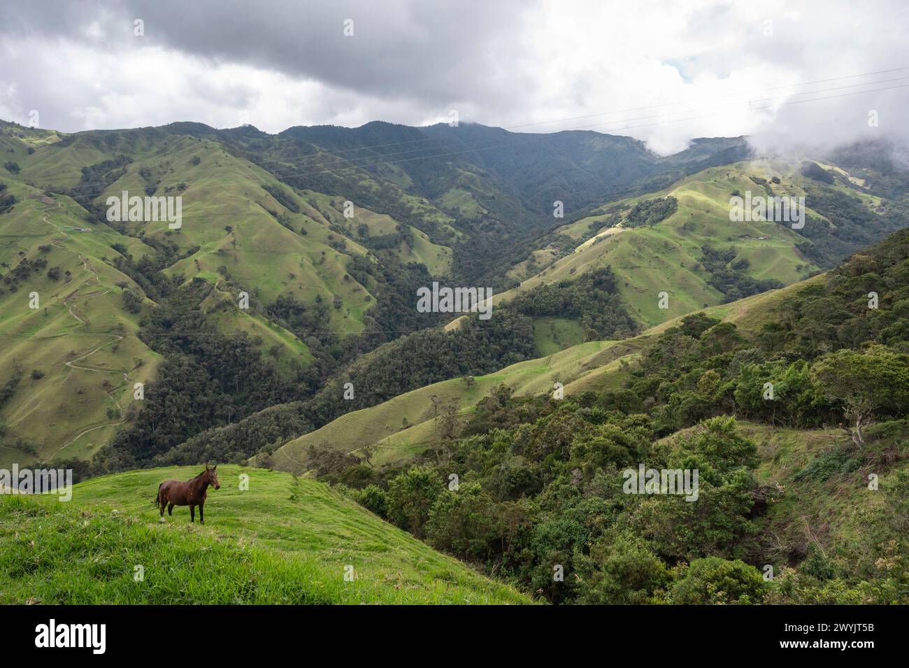 Colombia, distretto di Quindio, zona caffè, Salento, valle del Cocora, parco nazionale los Nevados Foto Stock
