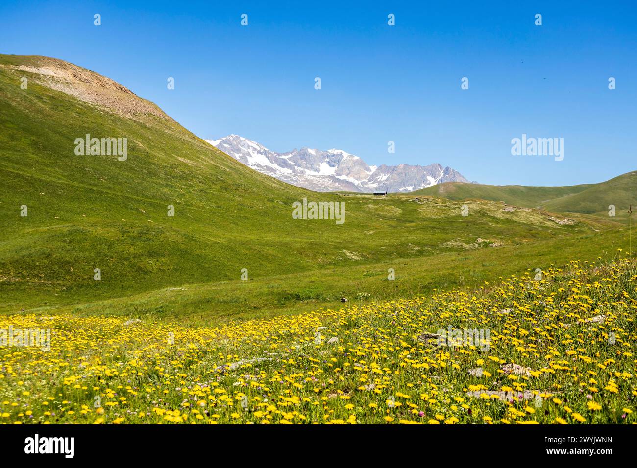 Francia, Isère, Mizoën, valle di Oisans, prato fiorito nella valle del Rif TORT, le cime delle Grandes Rousses sullo sfondo Foto Stock