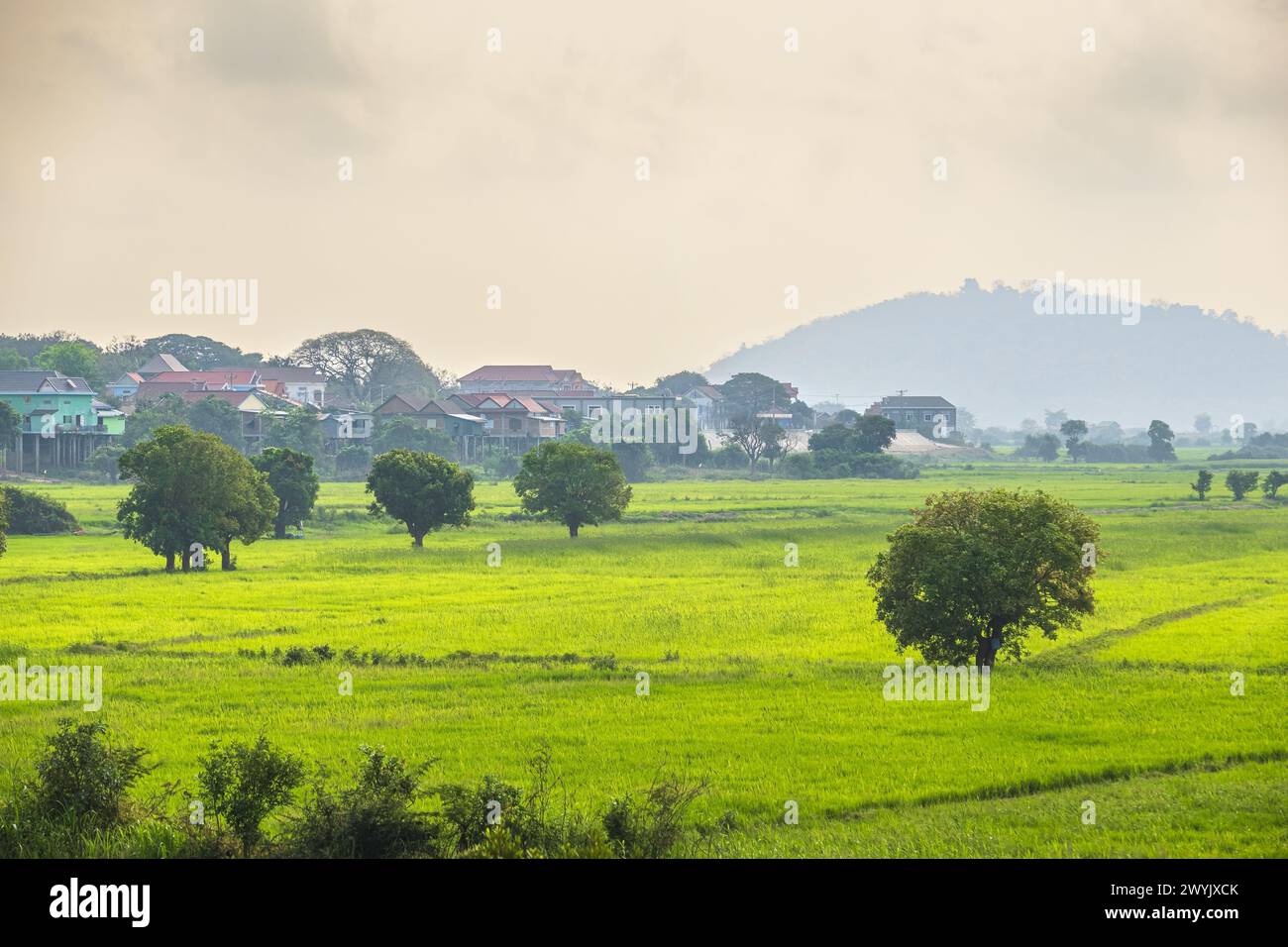 Cambogia, provincia di Kampong Chhnang, Kampong Leng, risaie Foto Stock