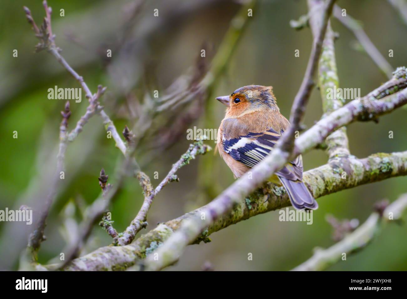 Francia, Ile de France, Yvelines, Les Mesnuls, Eurasian Chaffinch Foto Stock