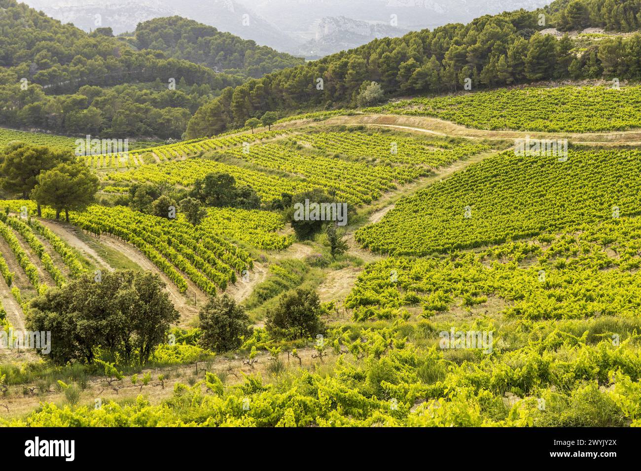 Francia, Vaucluse, Pays des Dentelles de Montmirail, la Roque Alric, vigneto di uve Syrah, Grenache e Mourvèdre utilizzate per lo sviluppo del Cru Beaumes-de-Venise Foto Stock