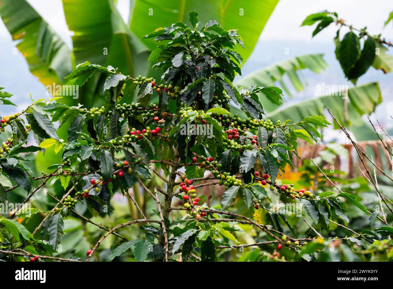 Colombia, distretto di Quindio, ereira,Dosquebradas, Risaralda , Finca Don Manolo, degustazione di caffè, albero di caffè Foto Stock