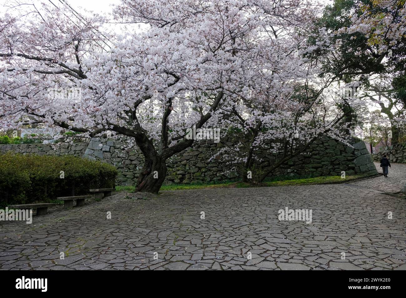 Sakura fiorisce nel castello di Fukuoka in Giappone Foto Stock