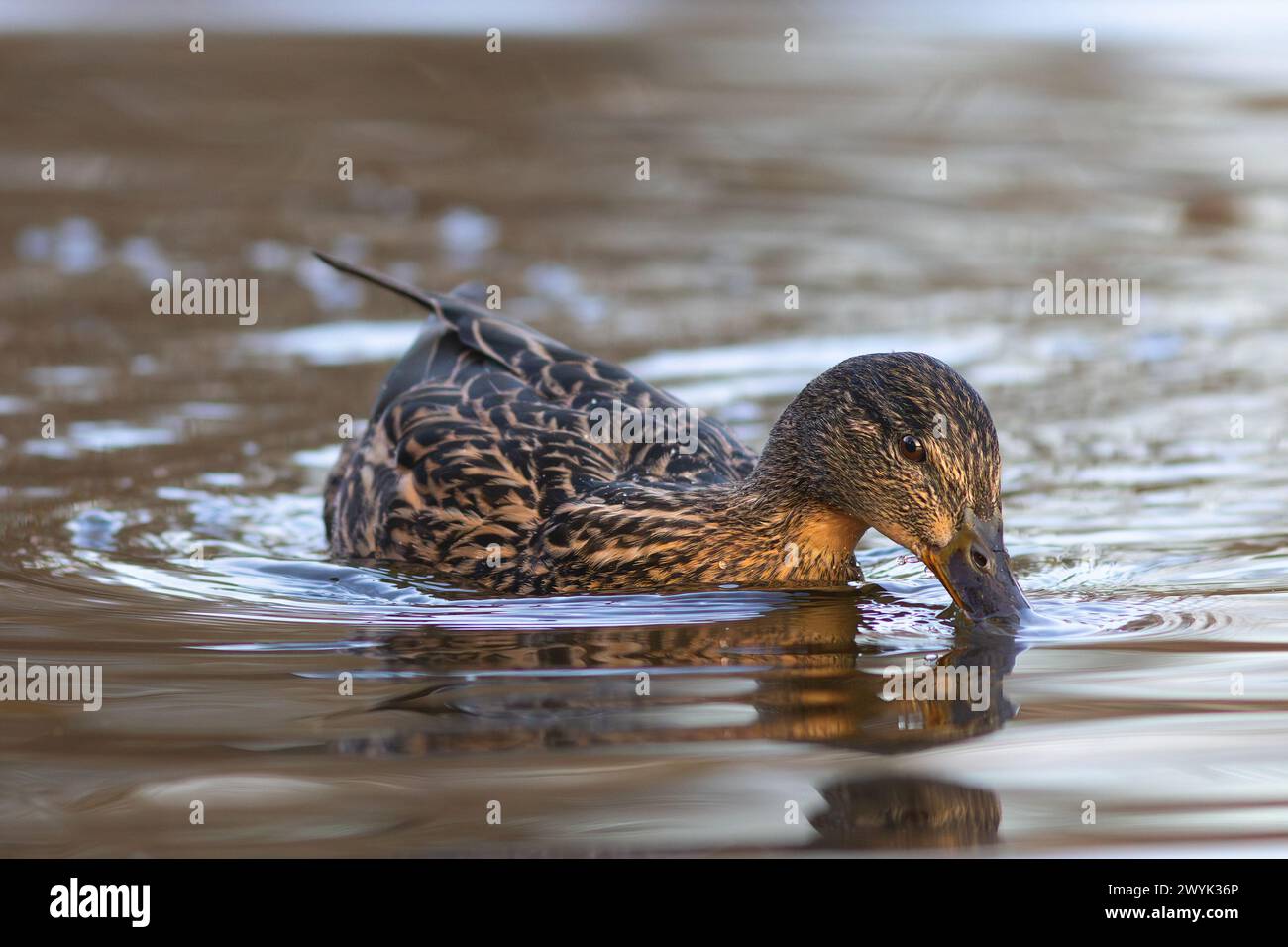 Allevamento di galline di maiard per il cibo sullo stagno (Anas platyrhynchos) Foto Stock