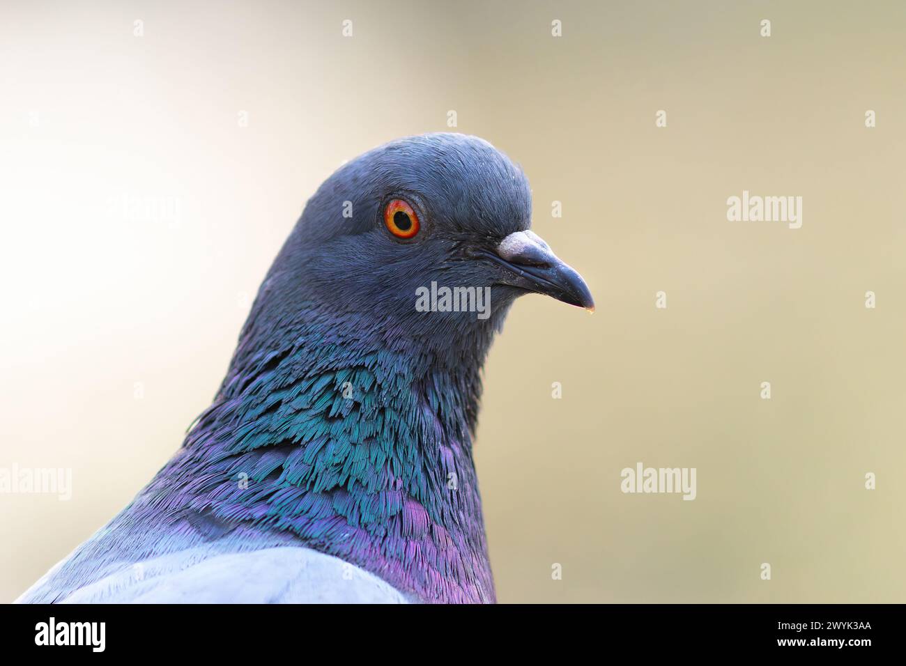 Primo piano del piccione selvatico su sfondo sfocato (Columba livia) Foto Stock