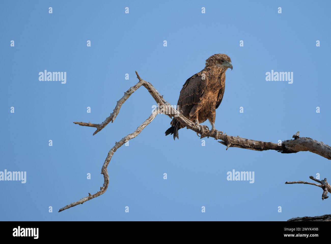 Giovane aquila batteur (Terathopius ecaudatus) Foto Stock