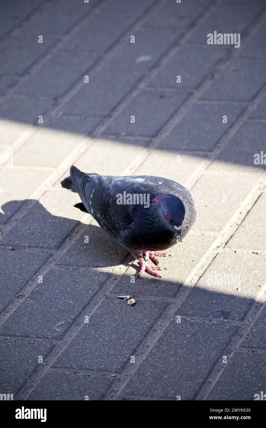 Un uccello grigio, un piccione, cammina su un marciapiede di pietra grigia Foto Stock
