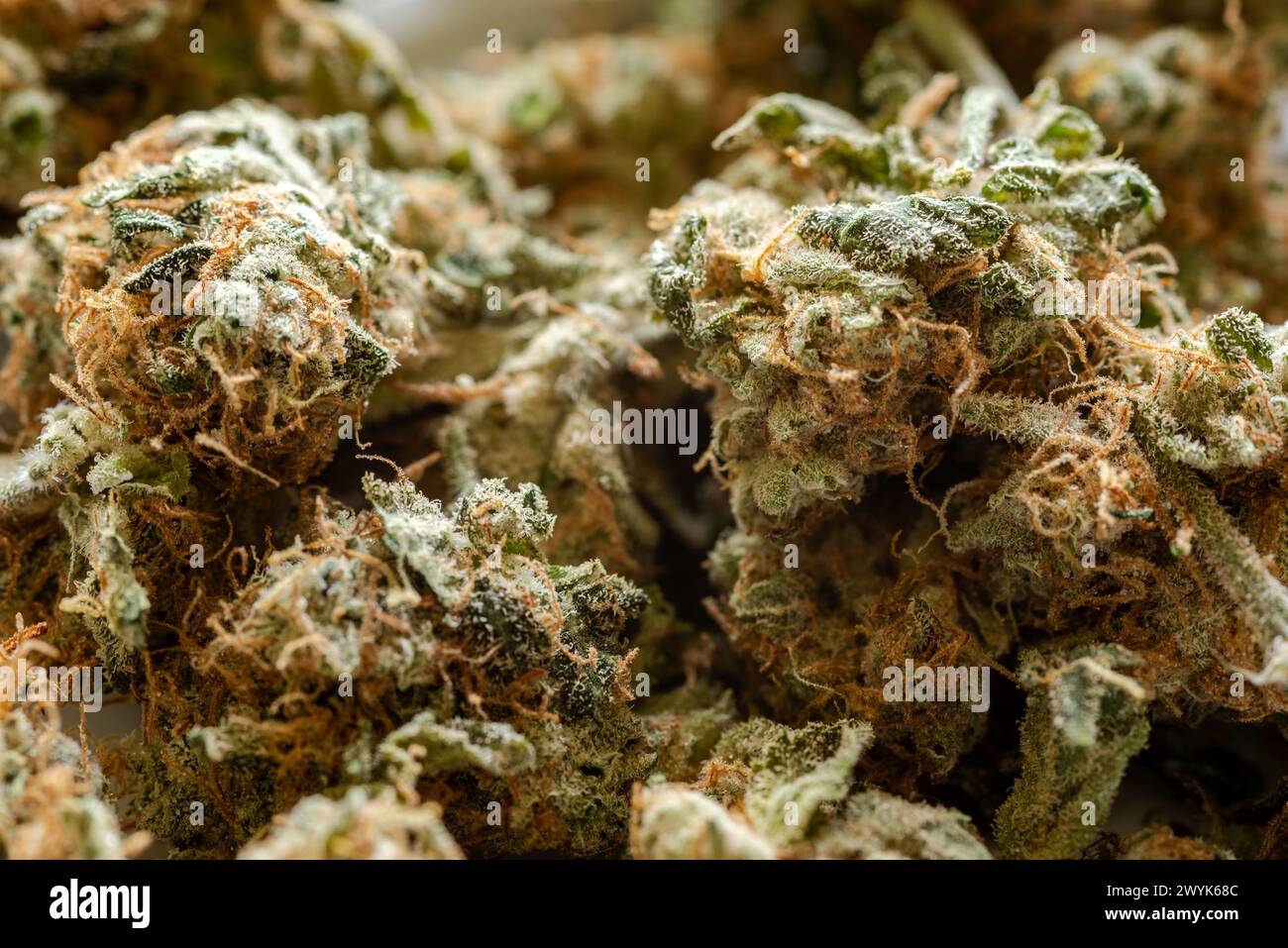 primo piano di molte gemme di marijuana essiccate Foto Stock