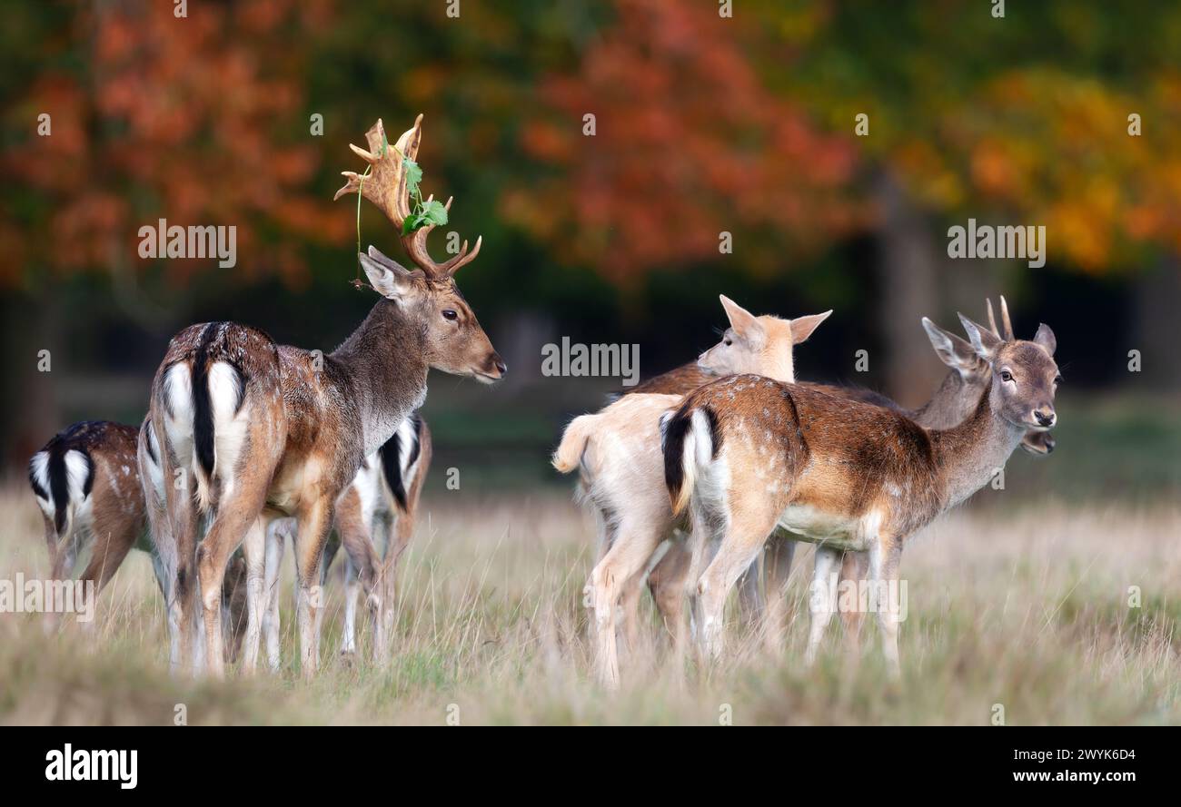 Primo piano di un giovane cervo a riposo in un prato durante il rut in autunno Foto Stock