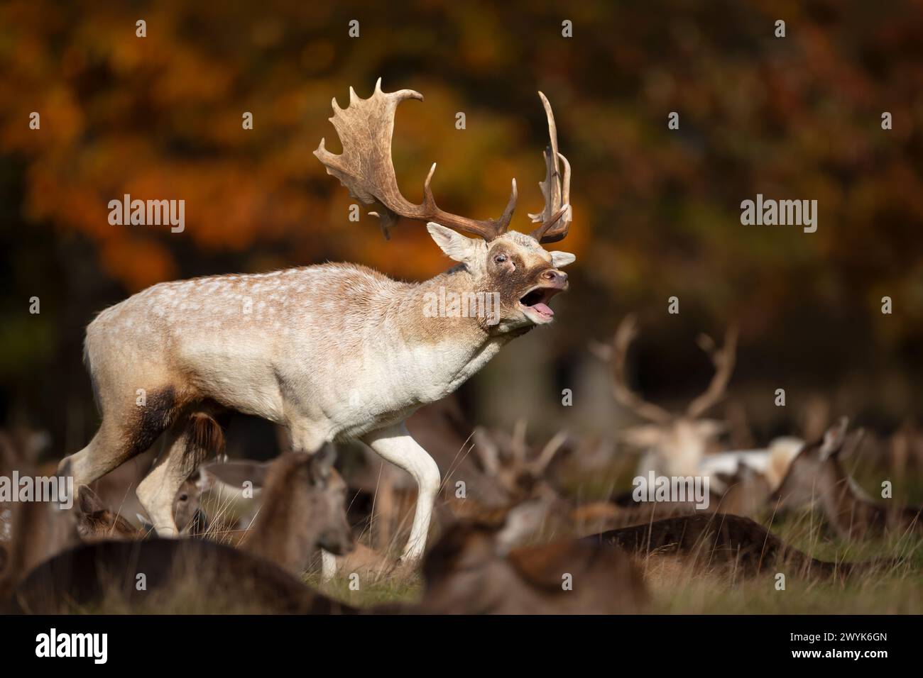Ritratto di un cervo a riposo che ha chiamato il cervo durante la stagione dei ritagli in autunno Foto Stock