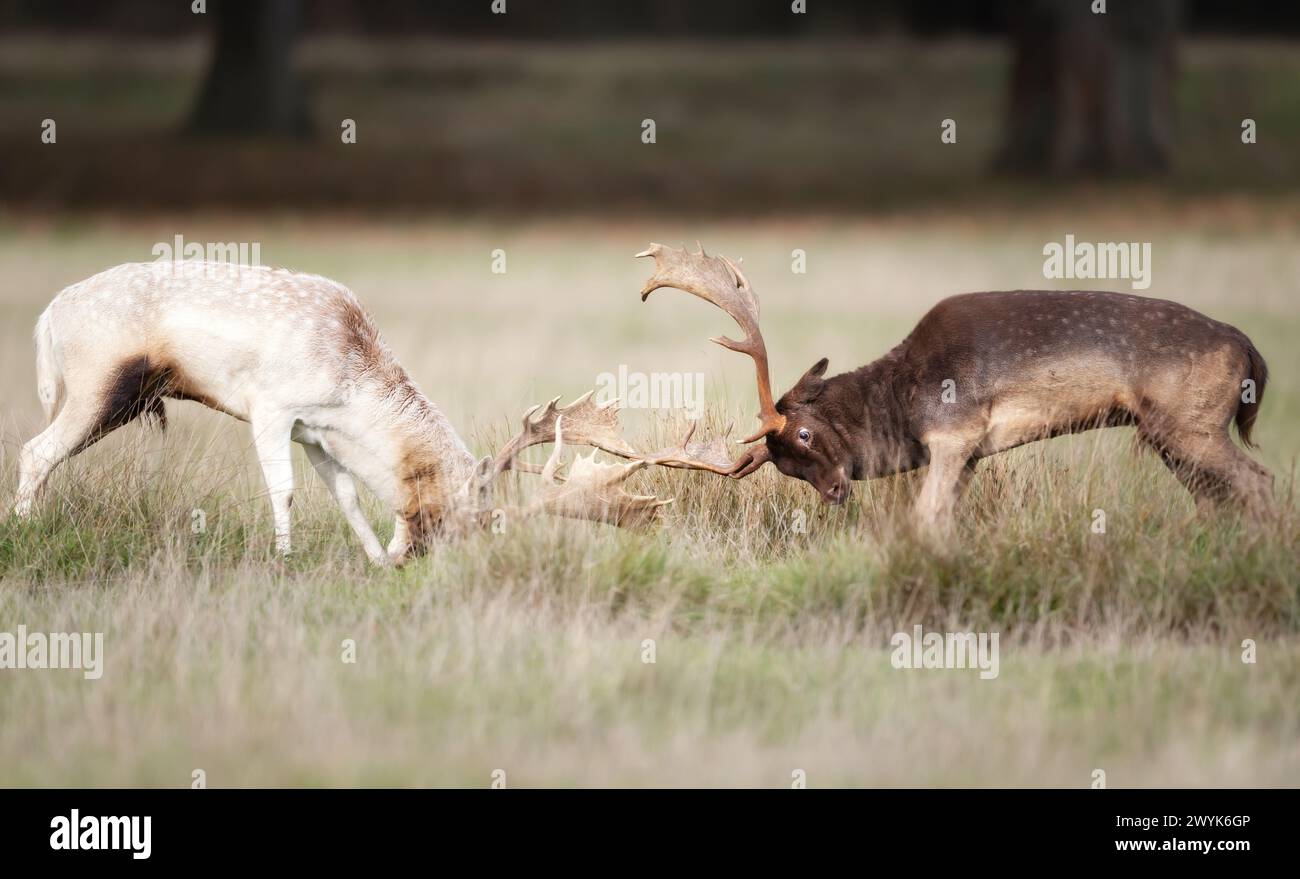 Primo piano di due cervi a riposo che combattevano durante il rut in autunno Foto Stock