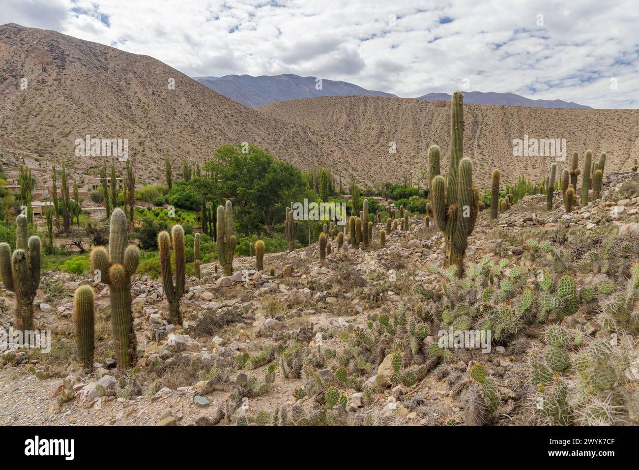 Cardones sulle colline di Tilcara a Jujuy, Argentina. Foto Stock