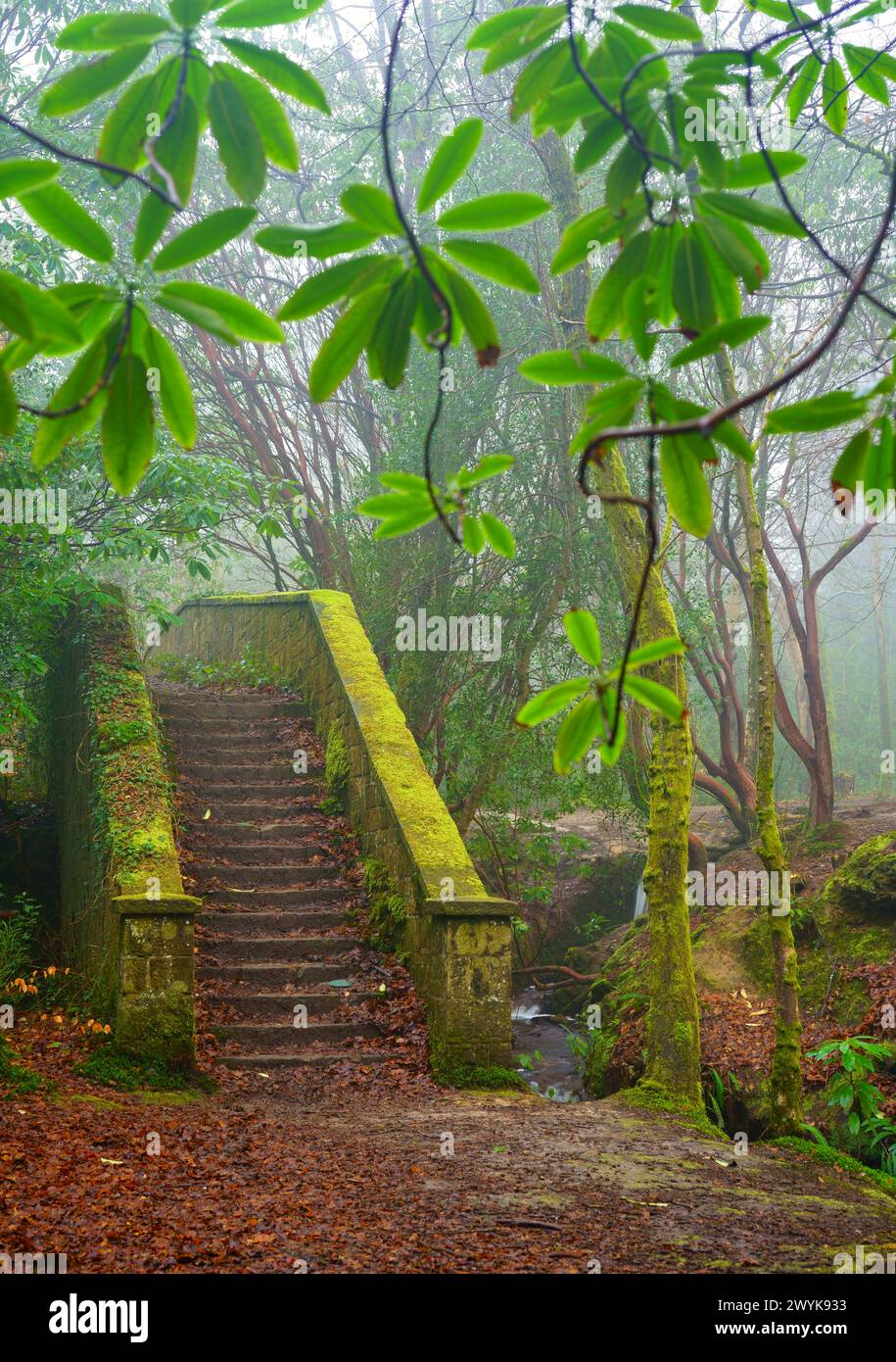 Vecchi gradini di arenaria e alberi nebbiosi nella foresta di Ashdown. Foto Stock