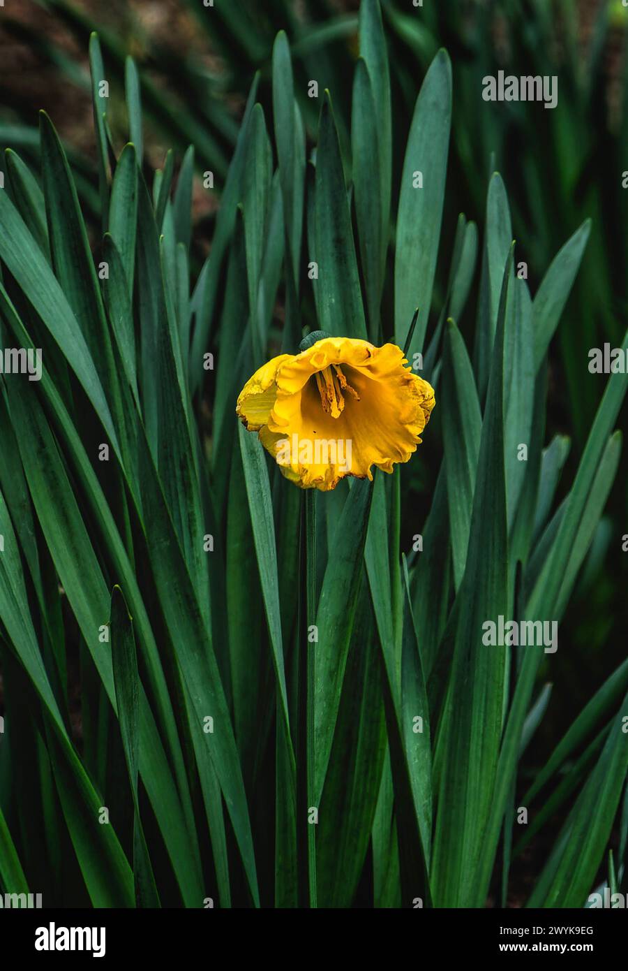 Sprintime Daffodil in piena fioritura Foto Stock