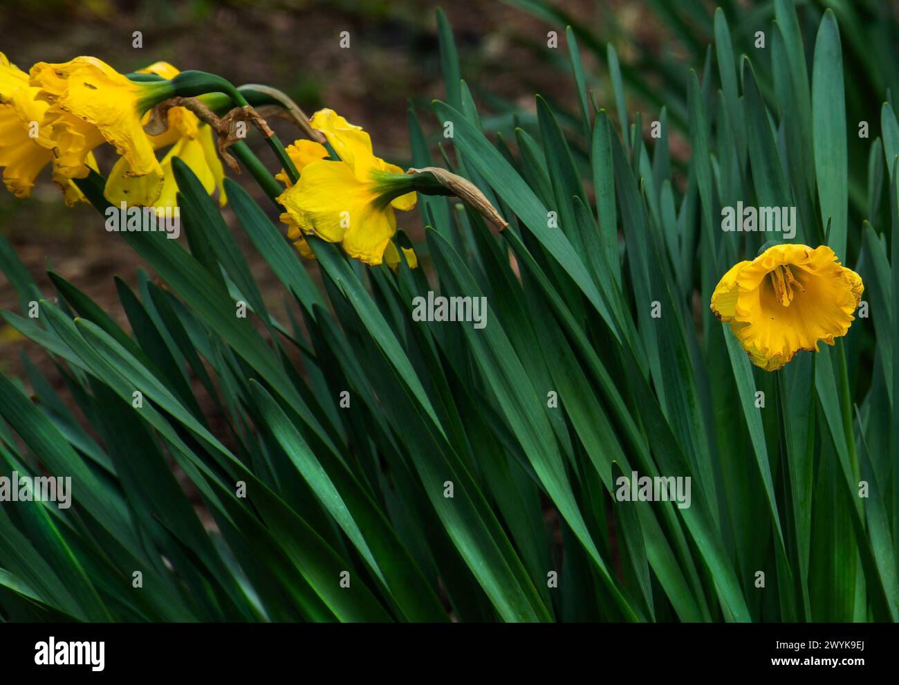 Sprintime Daffodil in piena fioritura Foto Stock