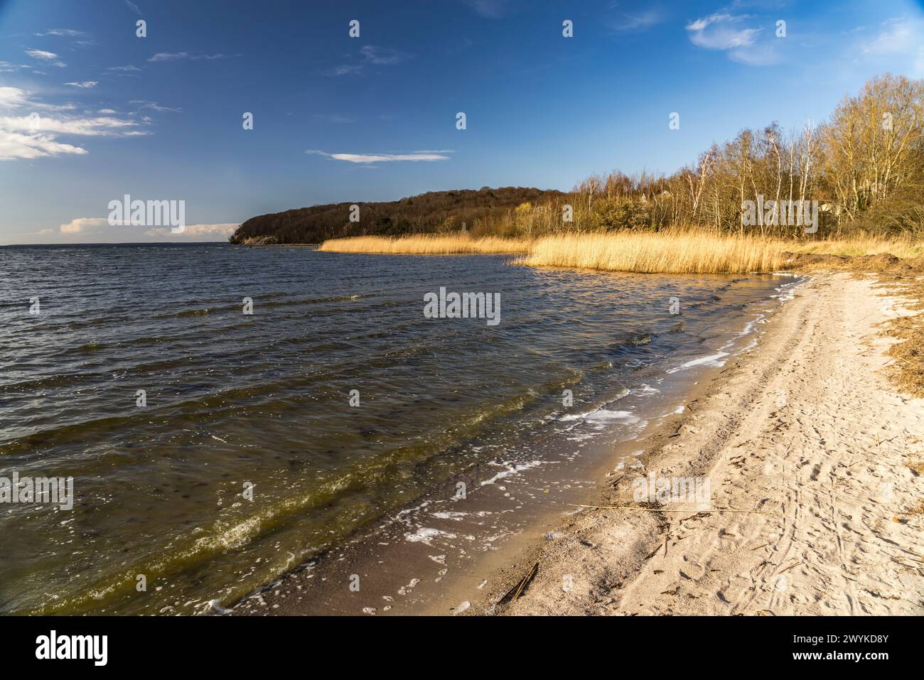 Der Strand von Lietzow am großen Jasmunder Bodden, Insel Ruegen, Meclemburgo-Vorpommern, Deutschland | Lietzow Beach at Großer Jasmunder Bodden, Rue Foto Stock