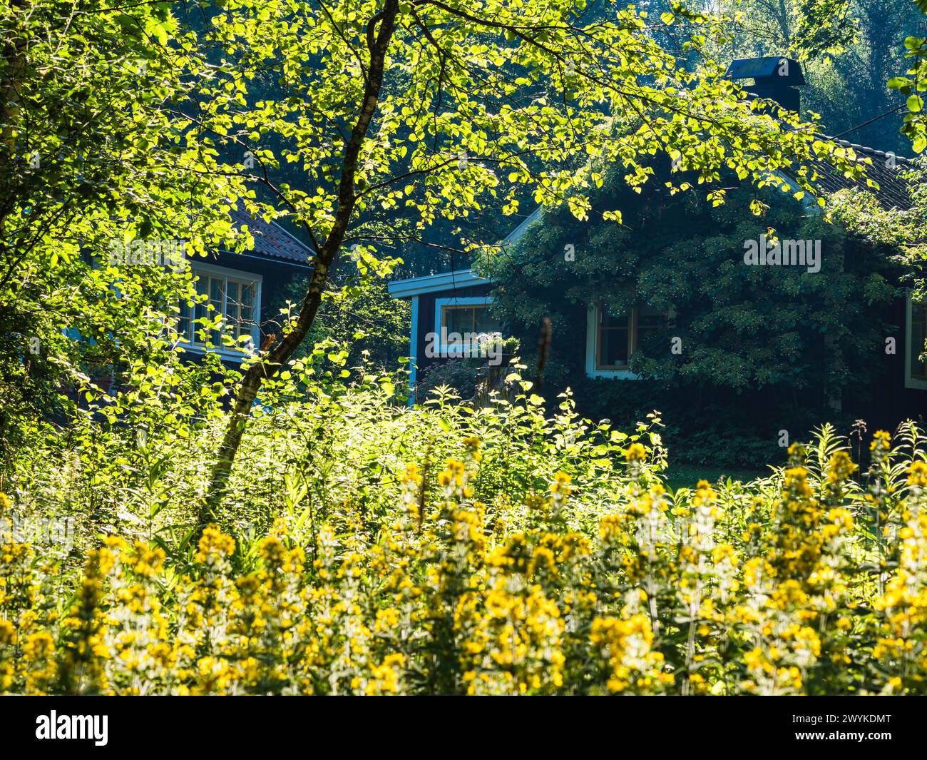 Una casa serena è immersa in un fogliame vivace in una calda giornata estiva a Mölndal, Svezia. La luce solare filtra le foglie, proiettando ombre morbide Foto Stock