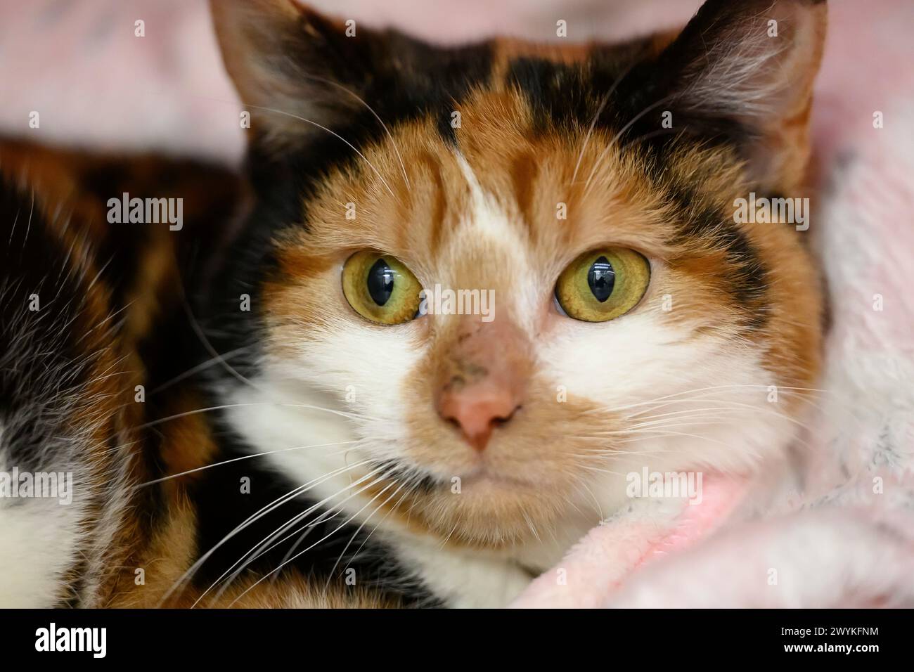 Immagini di scorta al centro di reinserimento SPCA, Hamilton Cat, occhi verdi Foto Stock