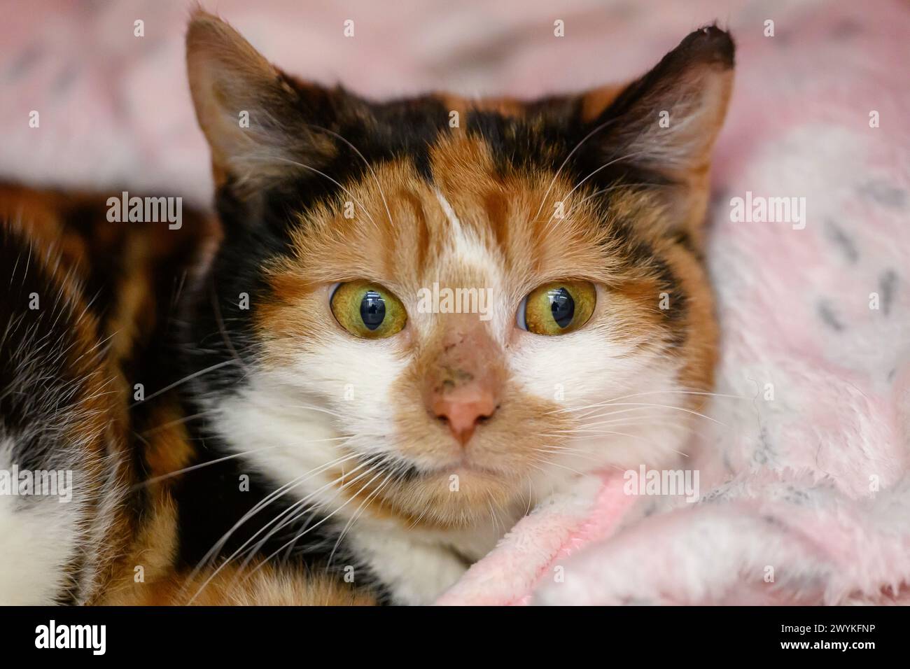 Immagini di scorta al centro di reinserimento SPCA, Hamilton Cat, occhi verdi Foto Stock