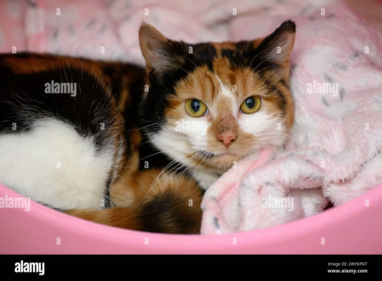 Immagini di scorta al centro di reinserimento SPCA, Hamilton Cat, occhi verdi Foto Stock