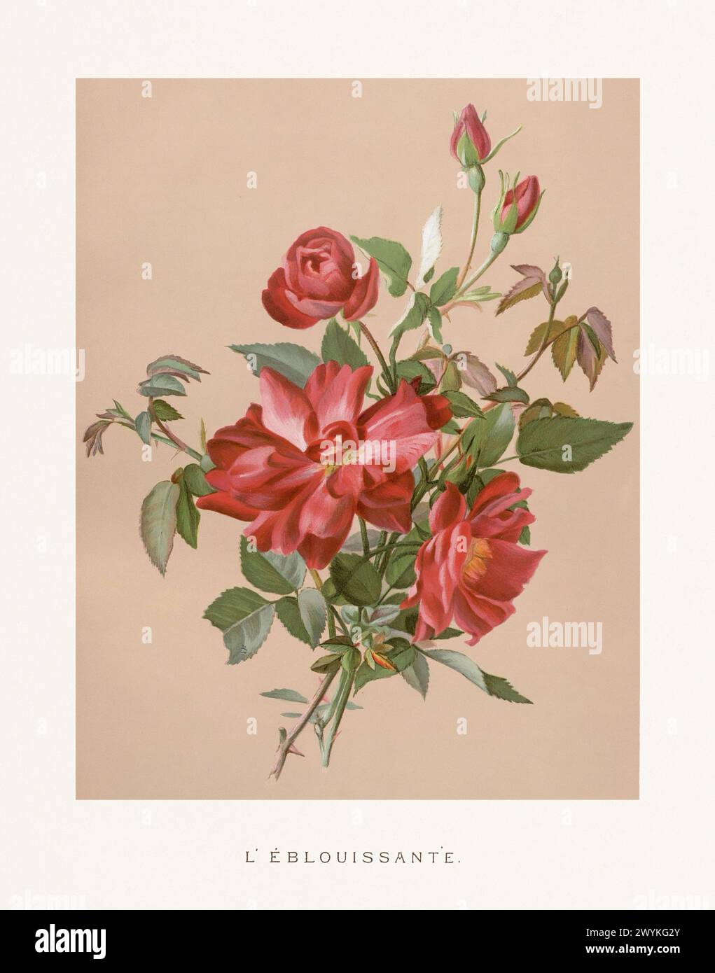 Illustrazione vintage Rose. Squisita illustrazione ad acquerello del XIX secolo di rose su un morbido sfondo beige. Accattivanti opere d'arte vintage, circa 1880 Foto Stock