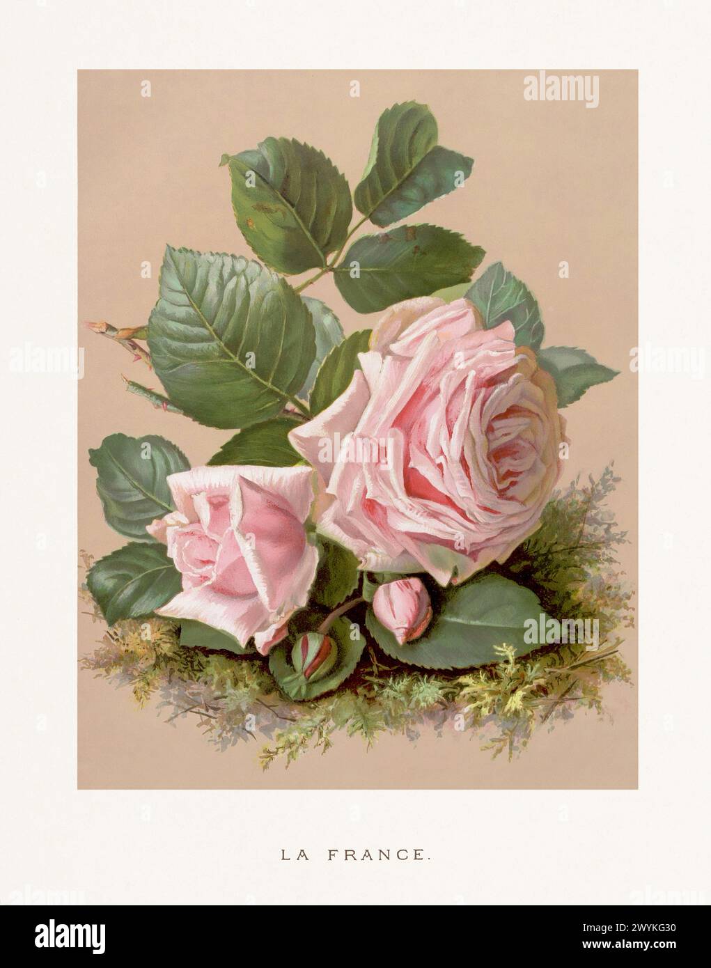 Illustrazione vintage Rose. Squisita illustrazione ad acquerello del XIX secolo di rose su un morbido sfondo beige. Accattivanti opere d'arte vintage, circa 1880 Foto Stock
