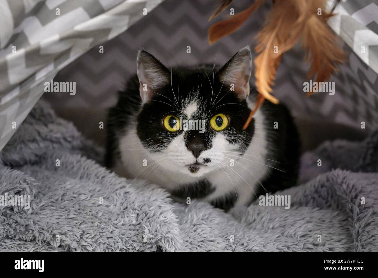 Immagini di scorta al centro di reinserimento SPCA scozzese, Hamilton Black and White Cat con occhi gialli Foto Stock