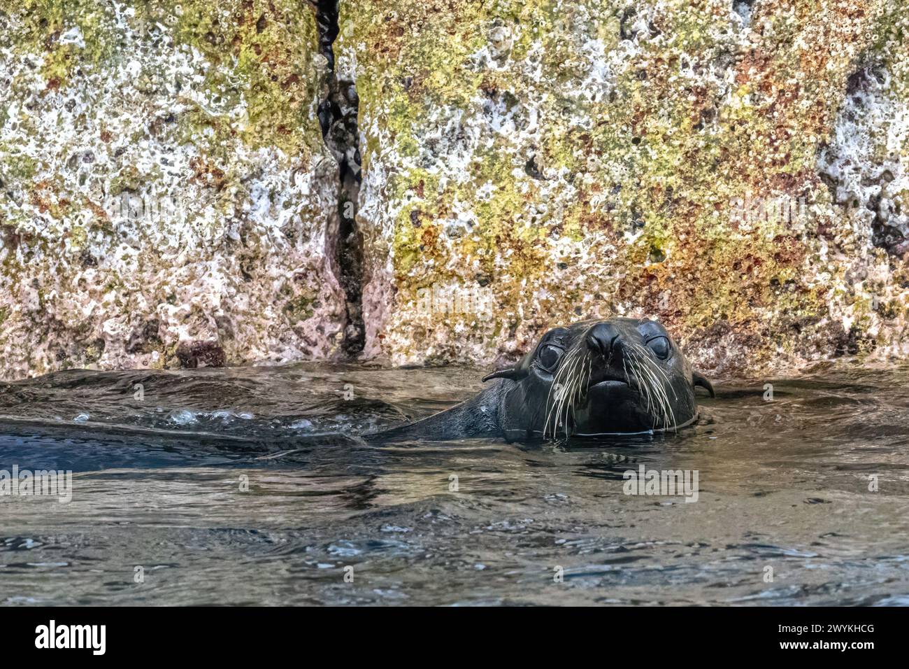 Guadalupe Fur Seal (Arctocephalus townsendi) nell'acqua dell'isola di San Pedro Martir, Baja California Sur, Messico. Foto Stock