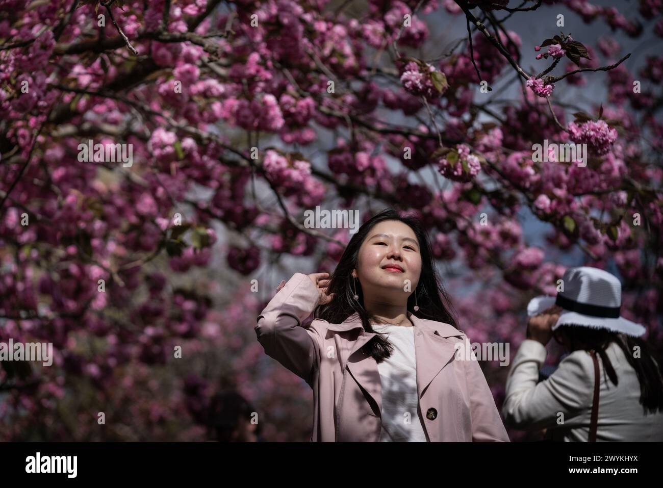 Londra, Regno Unito. 7 aprile 2024. Meteo nel Regno Unito: I visitatori potranno ammirare la prima fioritura della vivace fioritura dei ciliegi nel Greenwich Park durante una domenica pomeriggio calda ma ventosa. Crediti: Guy Corbishley/Alamy Live News Foto Stock