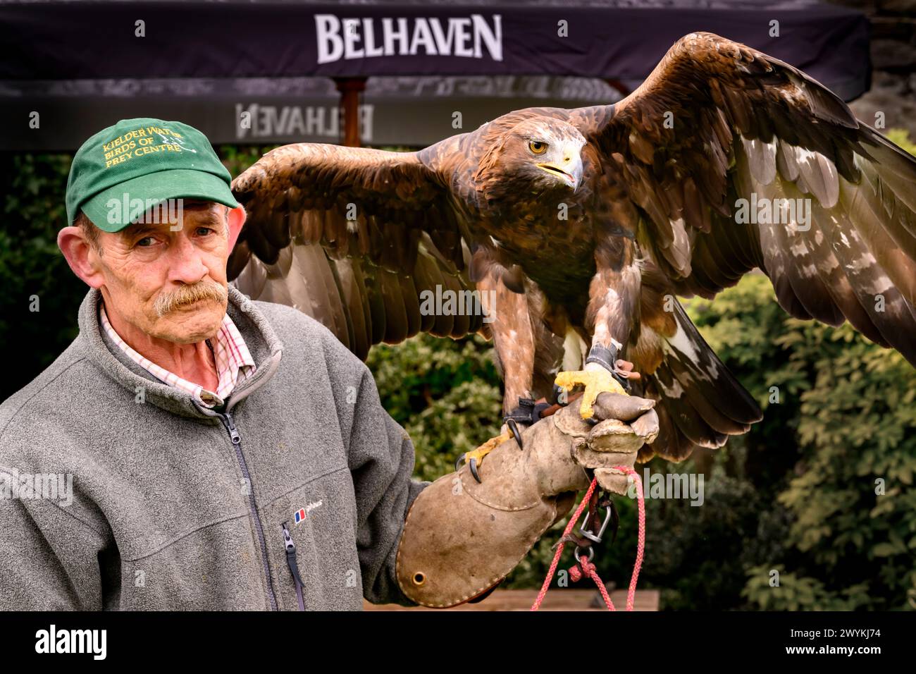Foto: Saphire The Golden Eagle e Ray Lowden del Kielder Bird of Prey il primo Golden Eagle Festival del Regno Unito, orga Foto Stock