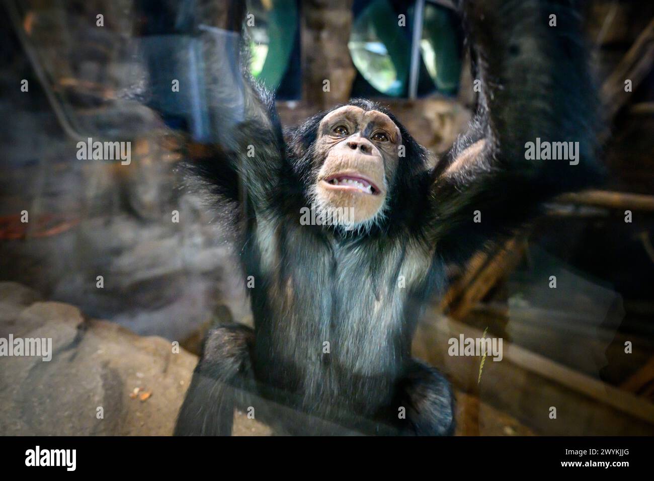 Scimpanzé, Zoo di Edimburgo, Budongo Trail Foto Stock