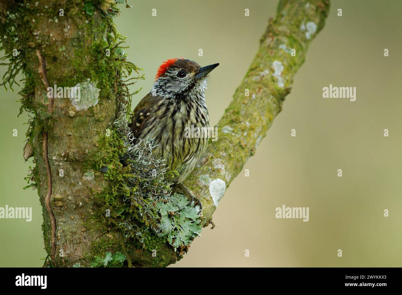 Cardinale Woodpecker - Chloropicus Dendropicos fuscescens uccello residente comune in gran parte dell'Africa sub-sahariana, dalla fitta foresta al cespuglio di spina, sul g Foto Stock