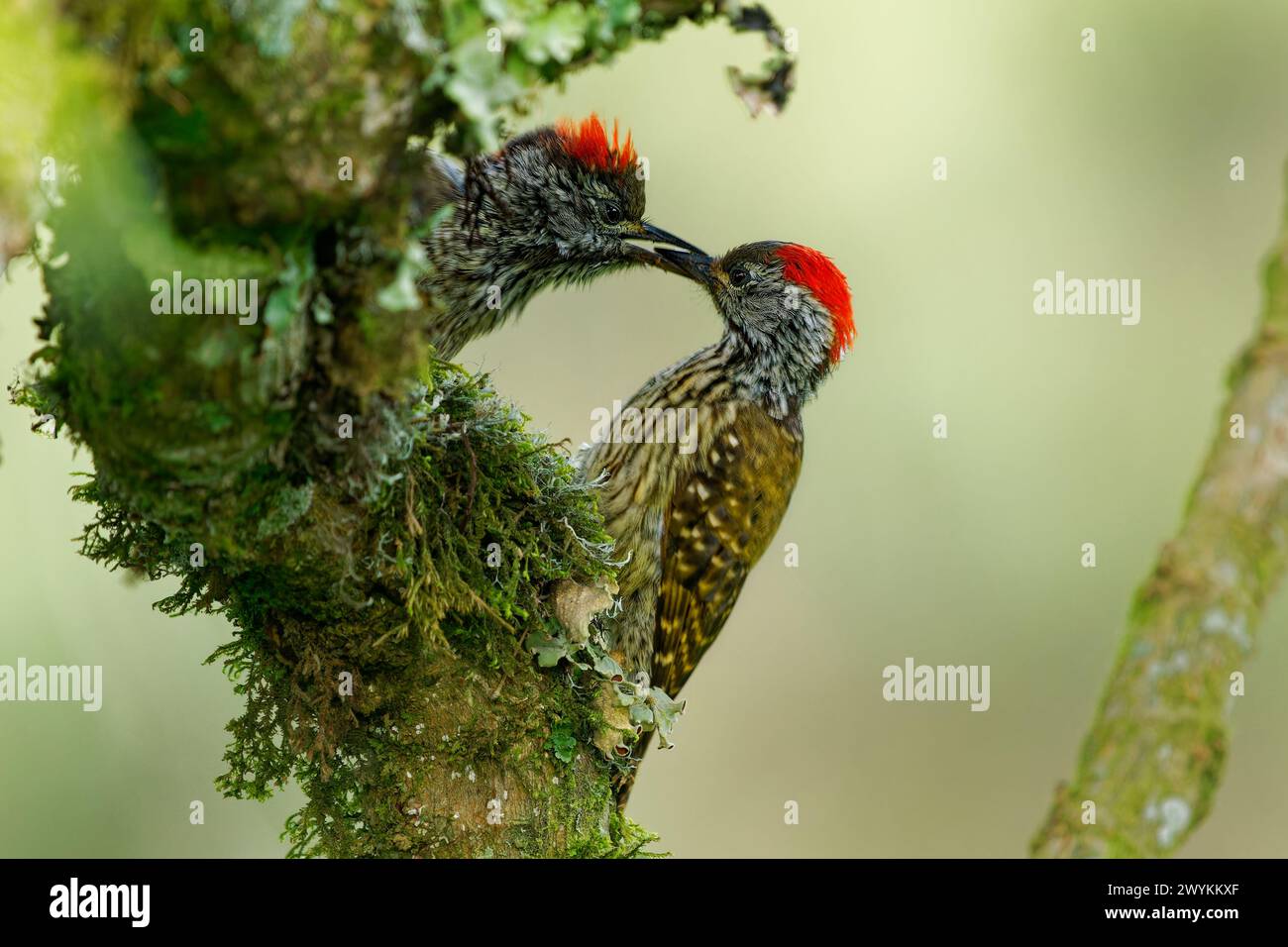 Cardinale Woodpecker - Chloropicus Dendropicos fuscescens uccello residente comune in gran parte dell'Africa sub-sahariana, dalla fitta foresta al cespuglio di spina, sul g Foto Stock