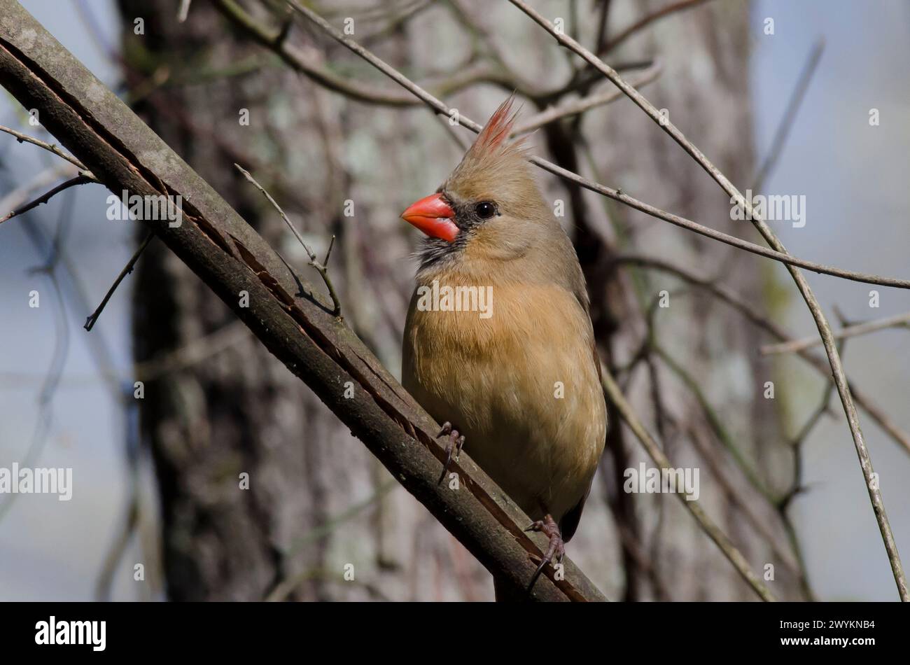 Il Cardinale settentrionale, Cardinalis cardinalis, femmina Foto Stock