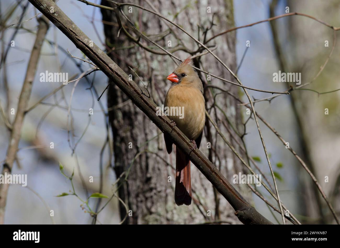 Il Cardinale settentrionale, Cardinalis cardinalis, femmina Foto Stock