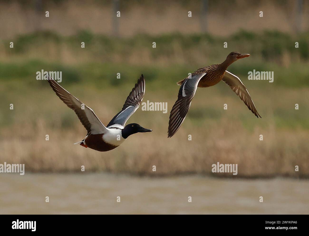 Rainham Essex, Regno Unito. 7 aprile 2024. Shovelers maschio e femmina in volo presso RSPB Rainham Marshes Nature Reserve, Rainham, Essex - 07 aprile 2024. Crediti: Action foto Sport/Alamy Live News Foto Stock