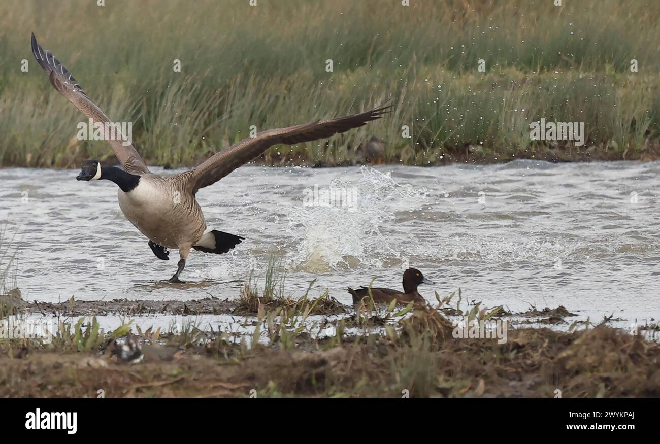 Rainham Essex, Regno Unito. 7 aprile 2024. Canada Goose in volo presso RSPB Rainham Marshes Nature Reserve, Rainham, Essex - 07 aprile 2024. Crediti: Action foto Sport/Alamy Live News Foto Stock