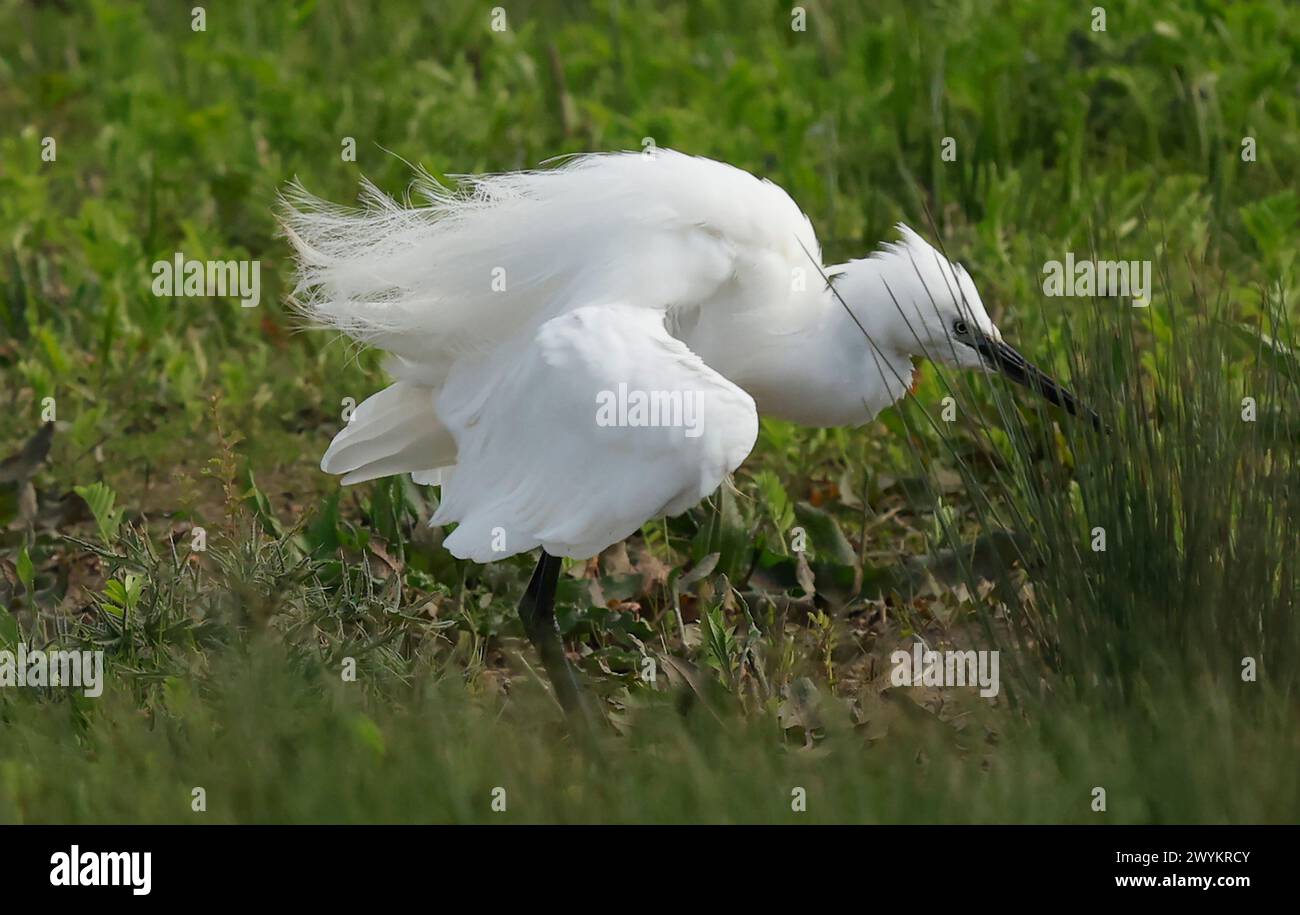 Rainham Essex, Regno Unito. 7 aprile 2024. Little Egret in volo presso la riserva naturale RSPB Rainham Marshes, Rainham, Essex - 07 aprile 2024. Crediti: Action foto Sport/Alamy Live News Foto Stock