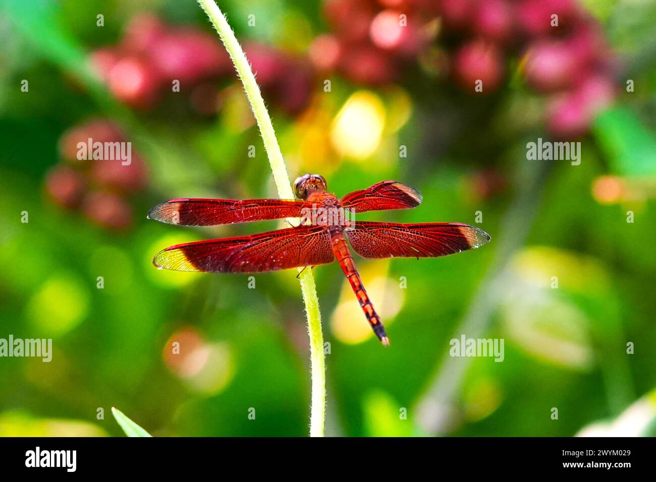 Primo piano di una libellula rossa nella foresta tropicale. Foto Stock