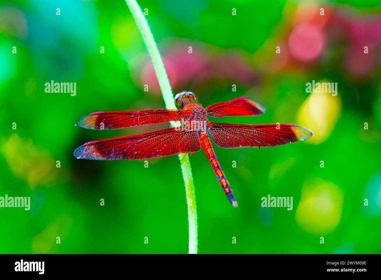 Primo piano di una libellula rossa nella foresta tropicale. Foto Stock