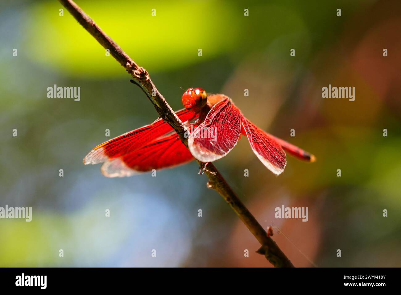 Primo piano di una libellula rossa nella foresta tropicale. Foto Stock